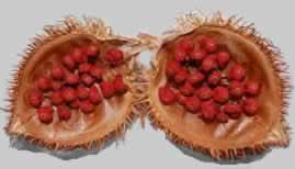 Achiote seeds